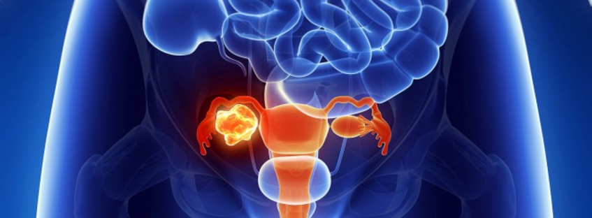 Строение матки