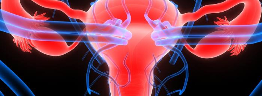 Функции матки